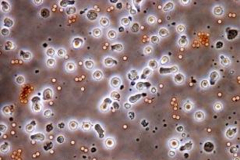 Detalle de las clulas 'rejuvenecidas'. | 'Cell Stem Cell'