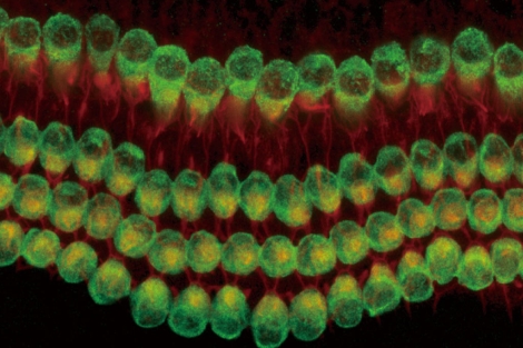 Clulas auditivas del odo interno. | Neuron, Mizutari et al.