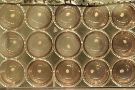 Hígados humanos, en estadio embrionario, en placas de laboratorio.