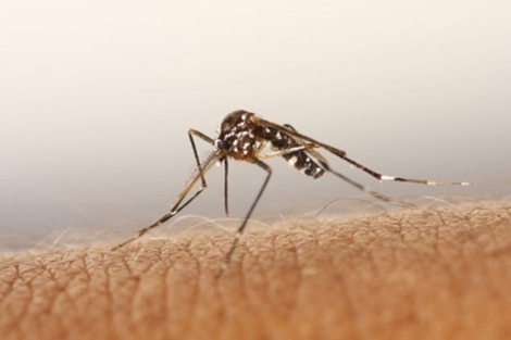 Los mosquitos son vectores de muchas enfermedades. | Ap