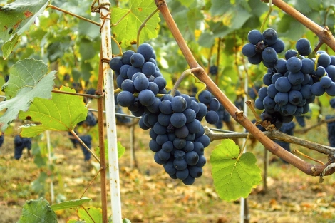 Las uvas parecen proteger frente a la diabetes. | EL MUNDO