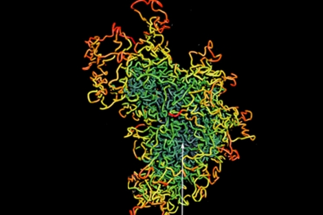 Imagen de la estructura del cromosoma. | Dr. Peret Fraser, del Instituto Babraham.