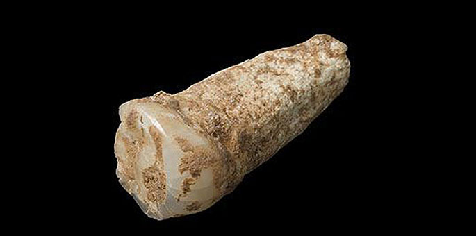 Diente de nuestros ancestros encontrado en Atapuerca