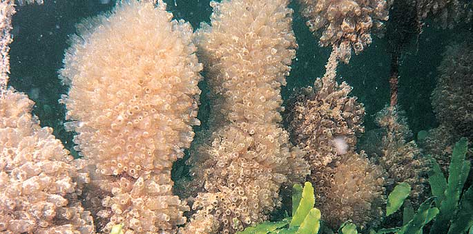 Ecteinascidia turbinata, organismo marino del que procede el frmaco