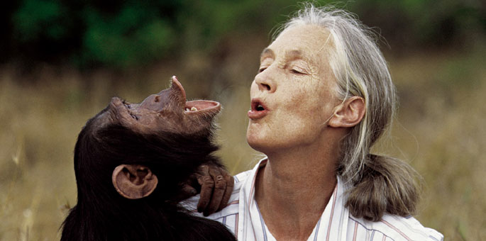 Jane Goodall con un chimpanc en la reserva de Gombe.