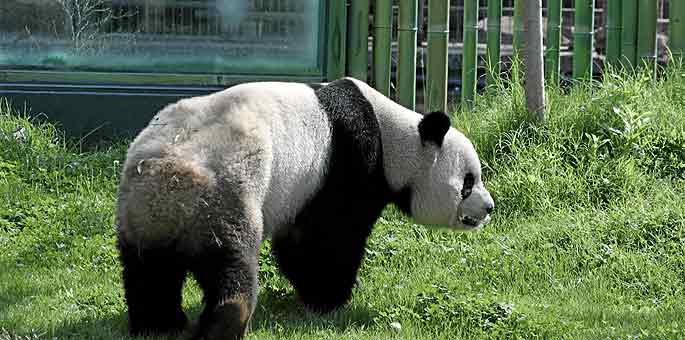Uno de los pandas en el Zoo de Madrid .