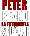 Peter Beard, la fotografía salvaje