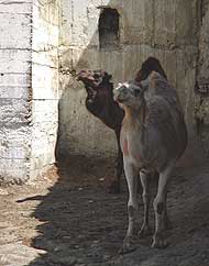 Camellos en el centro de ocio de Tardienta.