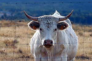 Una vaca en Segovia. (Foto: Marga Estebaranz)