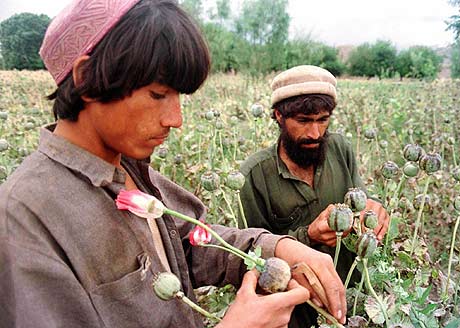 Agricultores afganos en la recoleccion de la planta del opio en Surkh Rud. (Foto: Shafiqullah Ekhlas, REUTERS)