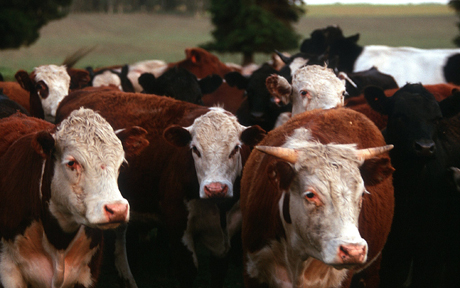 Las vacas argentinas pastan libremente por las praderas de Tandil, provincia de Buenos Aires. | Efe