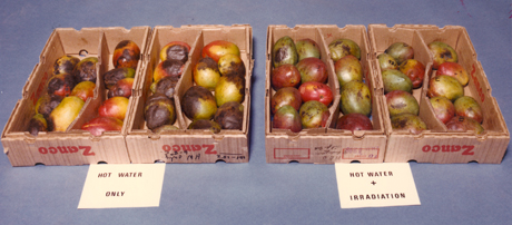Maduración en mangos irradiados (izq.) y en mangos no irradiados.
