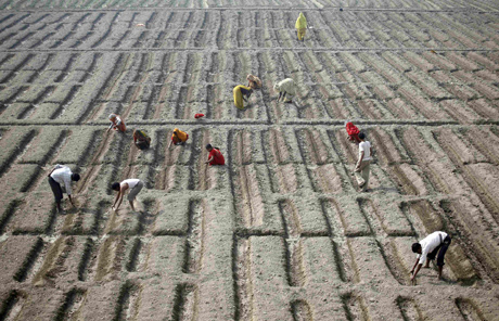 Agricultores de una plantacin de pepino en Nueva Delhi. | Reuters