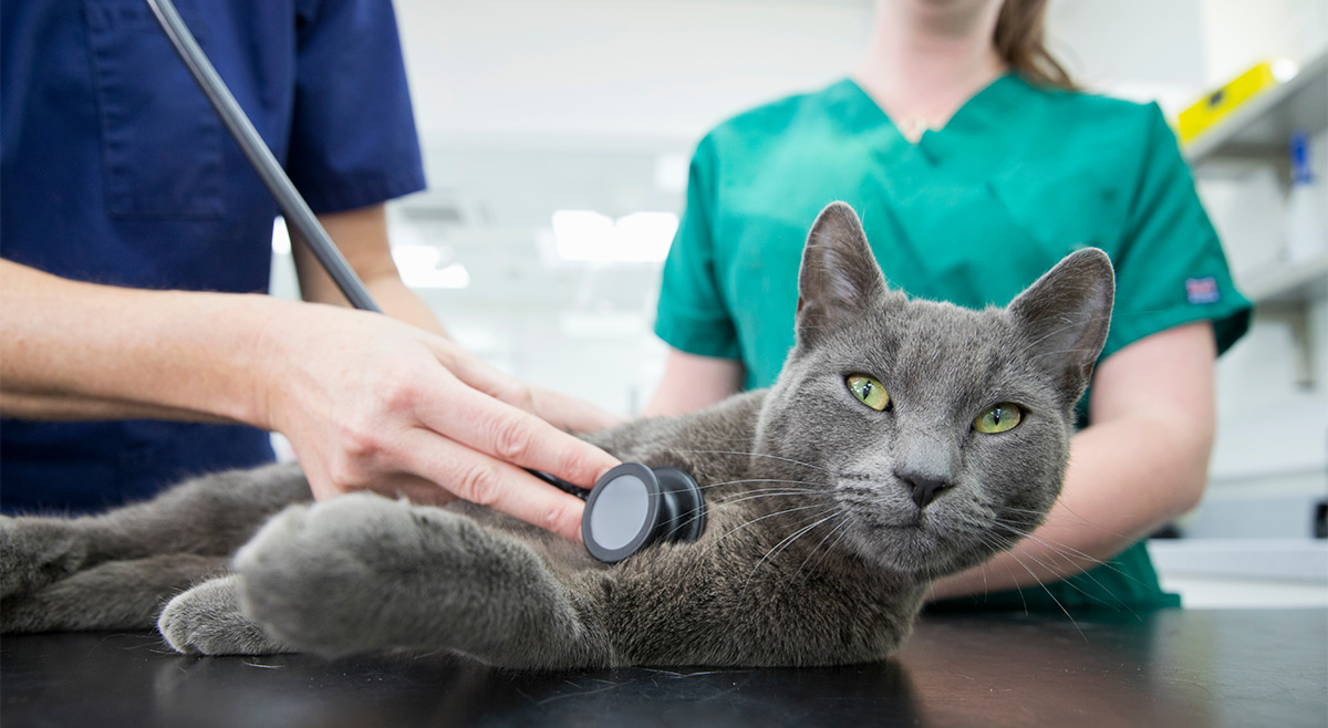 más lejos Espolvorear en casa 7 consejos útiles para llevar a tu gato al veterinario