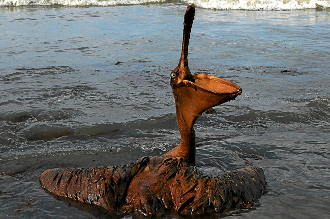 Un pelícano cubierto de petróleo tras el vertido de crudo. | Win McNamee - Afp