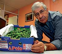 PIMIENTOS DE PADRON...¡MARROQUIES! El sevillano Santiago Amador hace un buen negocio plantando estos pimientos en Marruecos. / JOSÉ F. FERRER