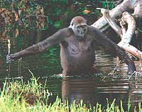 HUMANA? El comportamiento de esta gorila salvaje ha revolucionado el mundo cientfico. Valindose de un improvisado bastn logr cruzar un ro del Congo. Por primera vez se confirma que los simios saben hacer herramientas./AP PHOTO