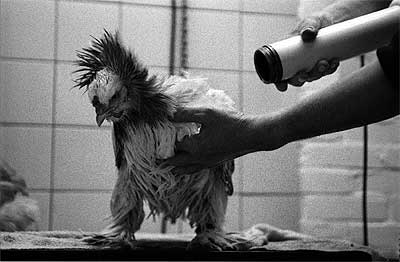 En la peluquera. Este gallo de la raza india brahma recibe una sesin de secado tras ser baado por su dueo. Despus de estos cuidados, estar listo para ser analizado y revisado por los jueces de una exhibicin de aves cerca de Amsterdam.