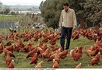 MS TRISTES. El periodista contempla a los animales cuyo futuro se presenta incierto. En Espaa hay 1.500 granjas con gallinas al aire libre. / JOS F. FERRER