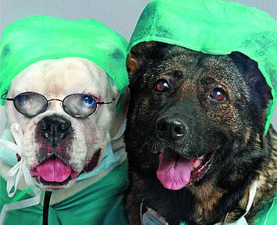 Podran los perros en un futuro prximo esempear funciones sanitarias?