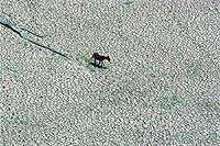 Tierra cuarteada. Un caballo busca agua desesperadamente en la aridez del lago Curuai, en Par.