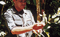 El uso de la hoja de coca entre los indgenas colombianos como planta sagrada se remontaa siglos atrs./ MARCELO SALINAS