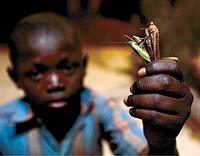 Fistan Fwitwe, de 14 aos, vive en as calles de Lubumbashi y se alimenta de insectos. / JOS FERRER