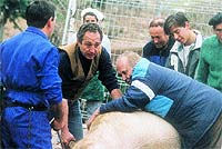 Paco y su suegro, Luis, sujetan un cerdo durante una matanza.