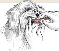 Cepillado de dientes de un perro. /Ilustración: CustandPaste Graphics