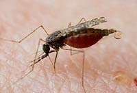 Transmisor. Ejemplar de mosquito anopheles, que transmite el “plasmodium”, parásito responsable de la malaria.
