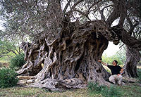 Este inmenso olivo se arraiga en la finca Can Mil, al norte de la localidad de Santa Eulalia. / SUSANA DOMNGUEZ