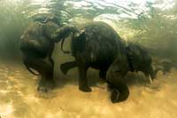 Buceo necesario: Dos elefantes, a su llegada al delta del Okavango, en Botsuana. El gran paquidermo emigra para esquivar la desertizacin.