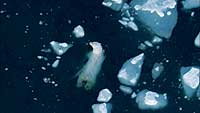 Prodigio: El oso polar es uno de los cuadrpedos que mejor nada. Recorre 300 kilmetros sin parar.