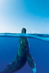 Brjula: Pese a la incertidumbre de las aguas, la ballena jorobada recorre 12.000 kilmetros cada temporada para comer.