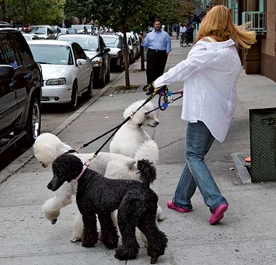Una mujer pasea a sus perros por las calles donde hace aos vivan la mitad de los drogadictos de Nueva York.