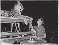 Con Elsa, la leona de "Nacida Libre" (1960)