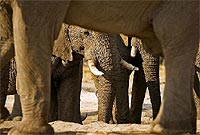 Los elefantes dominan el parque de Chobe, en Botswana, cuyo número siempre se mantuvo estable. / FOTO: AGEFOTOSTOCK.