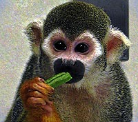 El mono Dalton observa el color verde de una juda tras recibir el tratamiento que le cur su defecto visual. | NATURE