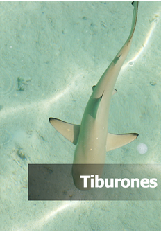 Documental: Tiburones