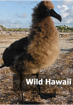 Documental: Wild Hawaii