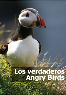 Documental: Los verdaderos Angry Birds