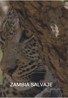 Documental: Zambia salvaje