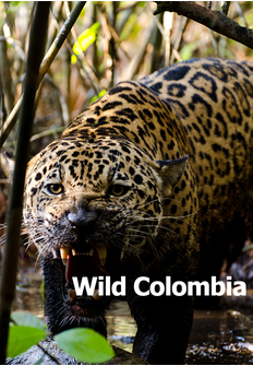 Documental: Wild Colombia