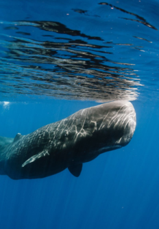 Moby Dick: el corazn de la ballena