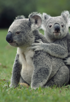 La Vida Secreta De Los Koalas 