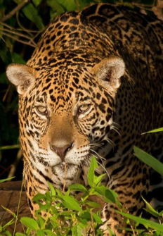 El jaguar, el felino fantasma