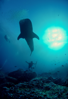 Galpagos: El reino de los tiburones gigante