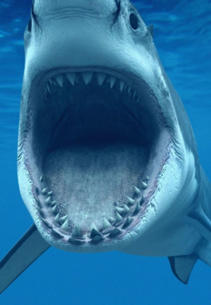Los tiburones ms peligrosos del mundo