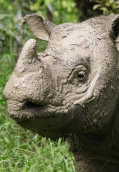 Operacin rinoceronte de Sumatra