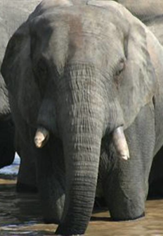 frica extraordinaria: Nazinga, la tierra de los elefantes